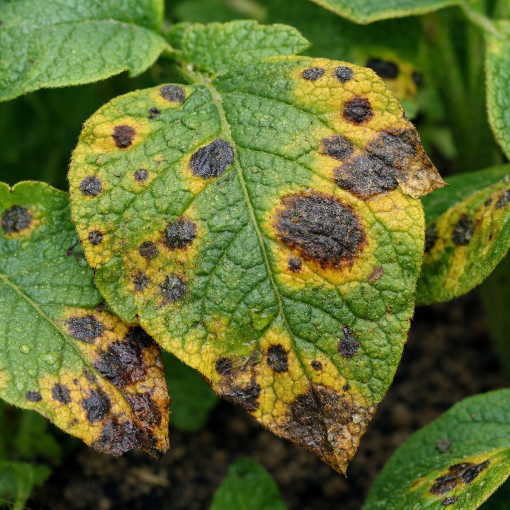 fungal plant diseases causing leaf spots on garden plants