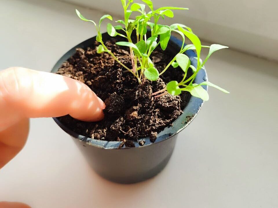 Person checking soil moisture with finger in indoor houseplant pot under natural light