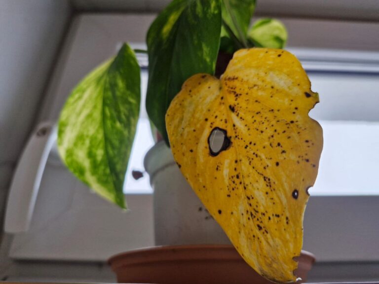 Close-up of plant leaves with circular brown and black spots caused by leaf spot disease