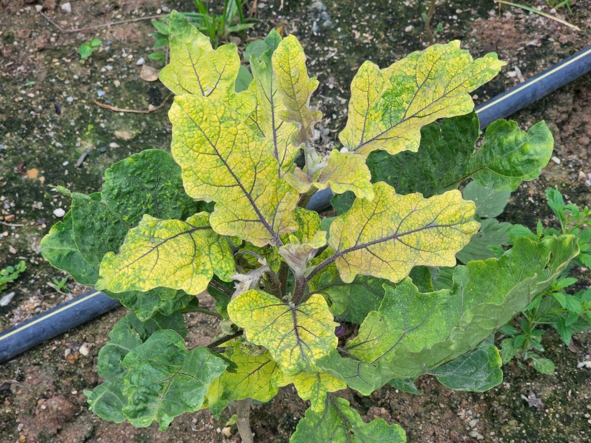 yellow leaves showing nitrogen deficiency in plant
