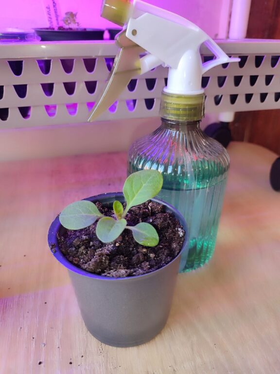 Small indoor seedling in plastic pot next to spray bottle under grow light
