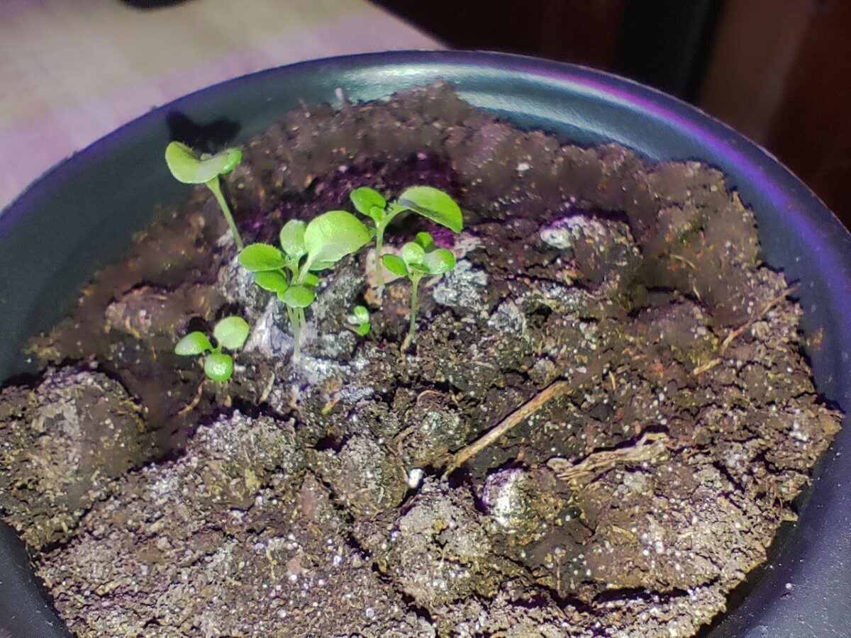 white fuzzy mold growing on houseplant soil surface