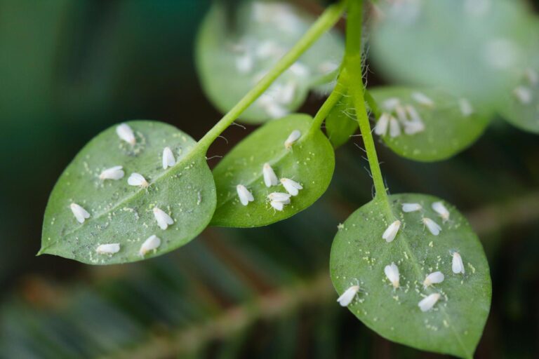 Whiteflies clustered on the underside of a green plant leaf
