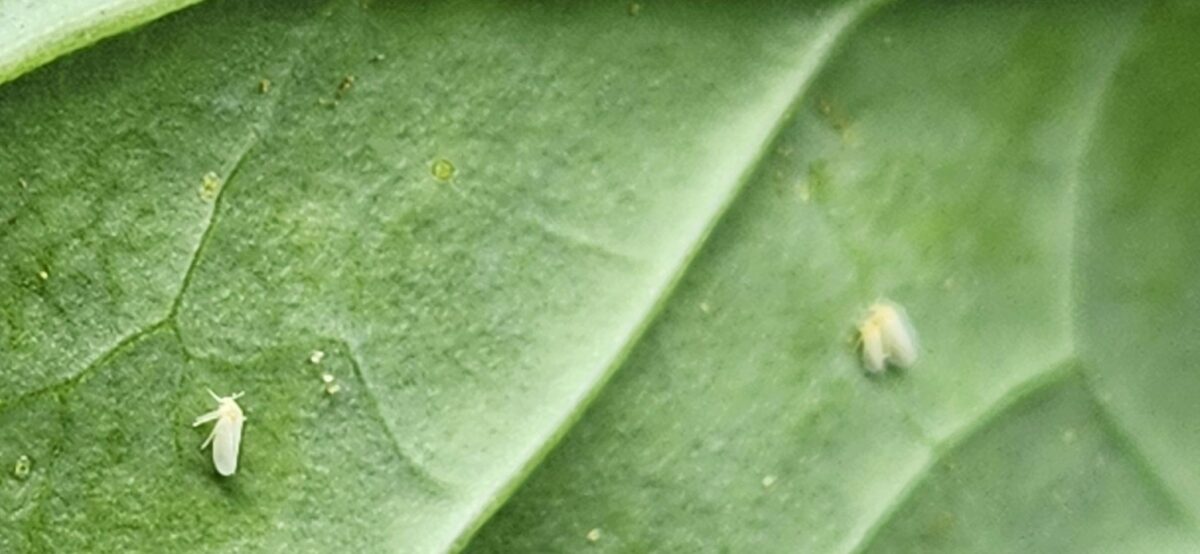 Yellowing plant leaves caused by whitefly infestation