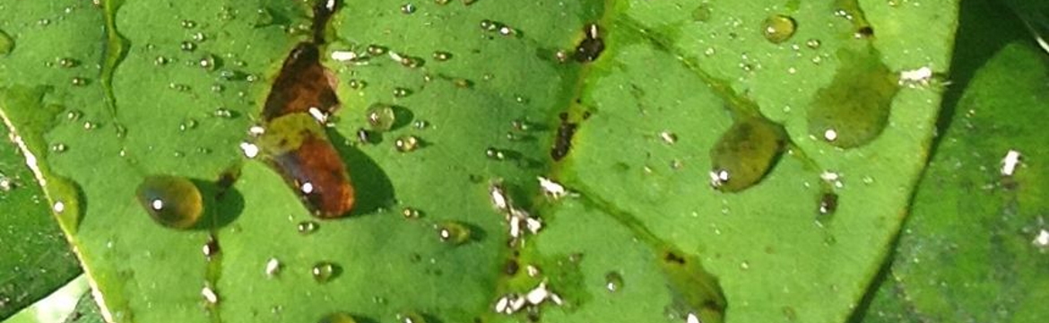 Sticky honeydew residue on plant leaf from whiteflies