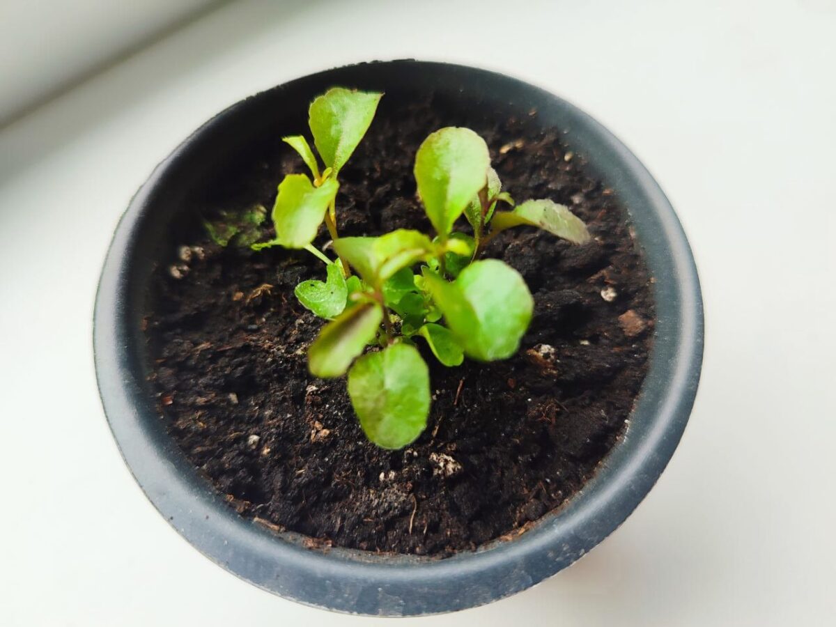 indoor plant with no new growth small undeveloped leaves close up
