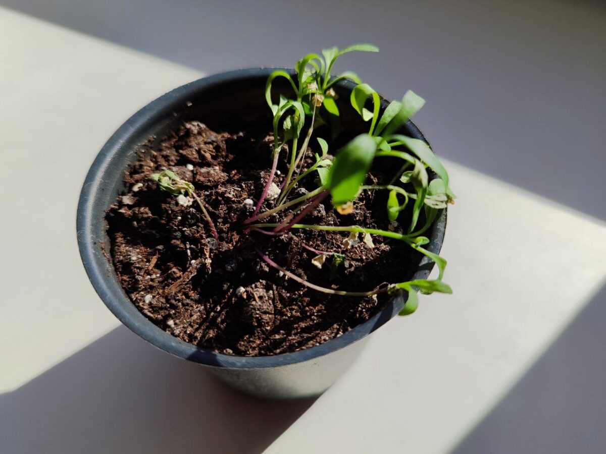 repotting houseplant with fresh well draining potting soil and visible roots
